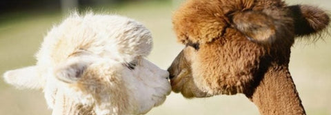 Baby Alpakka Merino ásamt beinhvítu Mohair Merino og fl.